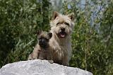 CAIRN TERRIER 436